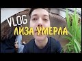 ►VLOG | ЛИЗА УМЕРЛА!? \\ ОДИН ДЕНЬ ИЗ ЖИЗНИ