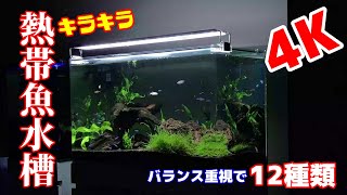 【熱帯魚水槽/アクアリウム】宝石箱のような熱帯魚水槽にしたい/ネオンテトラ水槽に12種類の熱帯魚を追加、赤いテトラをいれたらバランスよくなった/大きな流木が交差する60cmのキラキラアクアリウム