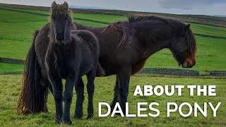 About the Dales Pony! | Pony Breeds