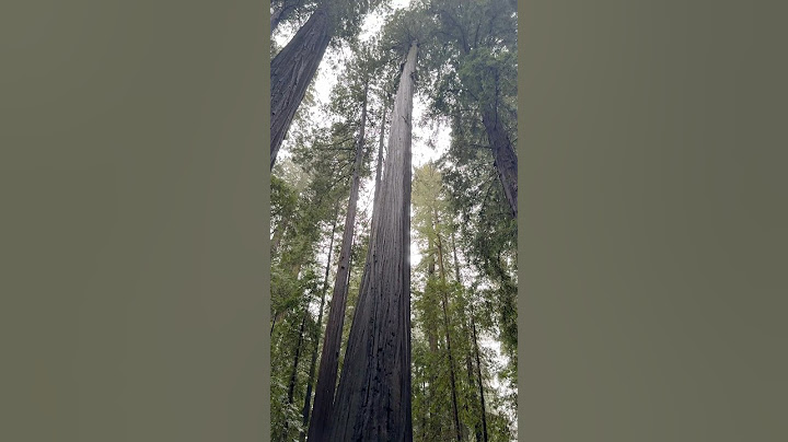 Some of the biggest trees I’ve ever seen! #shorts #fyp