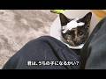 うちの子になるかい？
