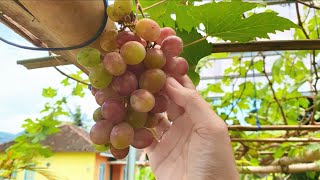 Petik Anggur U0026 Panen Alpukat