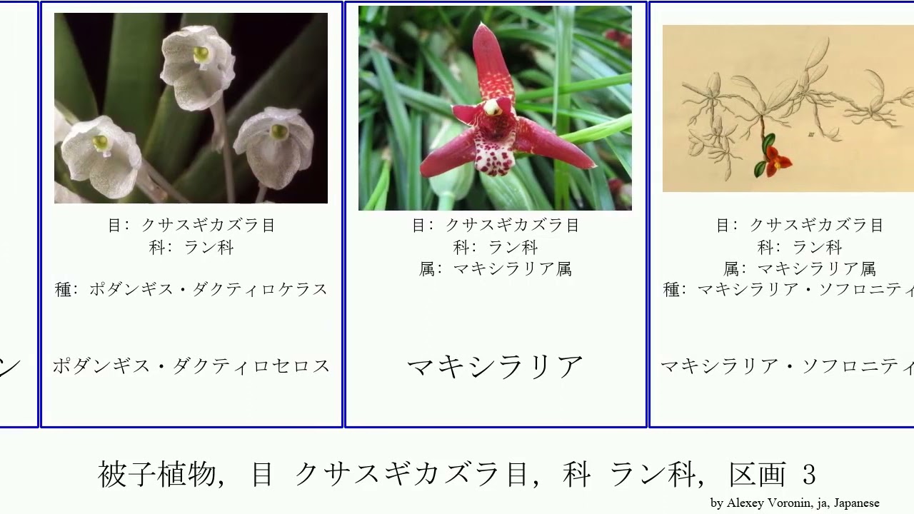 被子植物 目 クサスギカズラ目 科 ラン科 区画 3 Angiosperms ヒスイラン属 ハクウンラン フラグミペディウム ペアセイ ミヤマフタバラン ポタモフィラム マメヅタラン属 Youtube