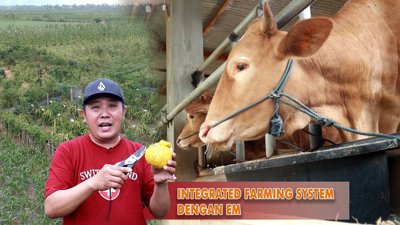 PENGUSAHA SUKSES INTEGRATED FARMING SYSTEM DENGAN TEKNOLOGI EM ⁉️🤩
