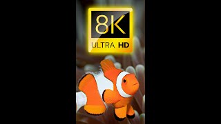Самая Красивая Рыба 8K Ultra Hd