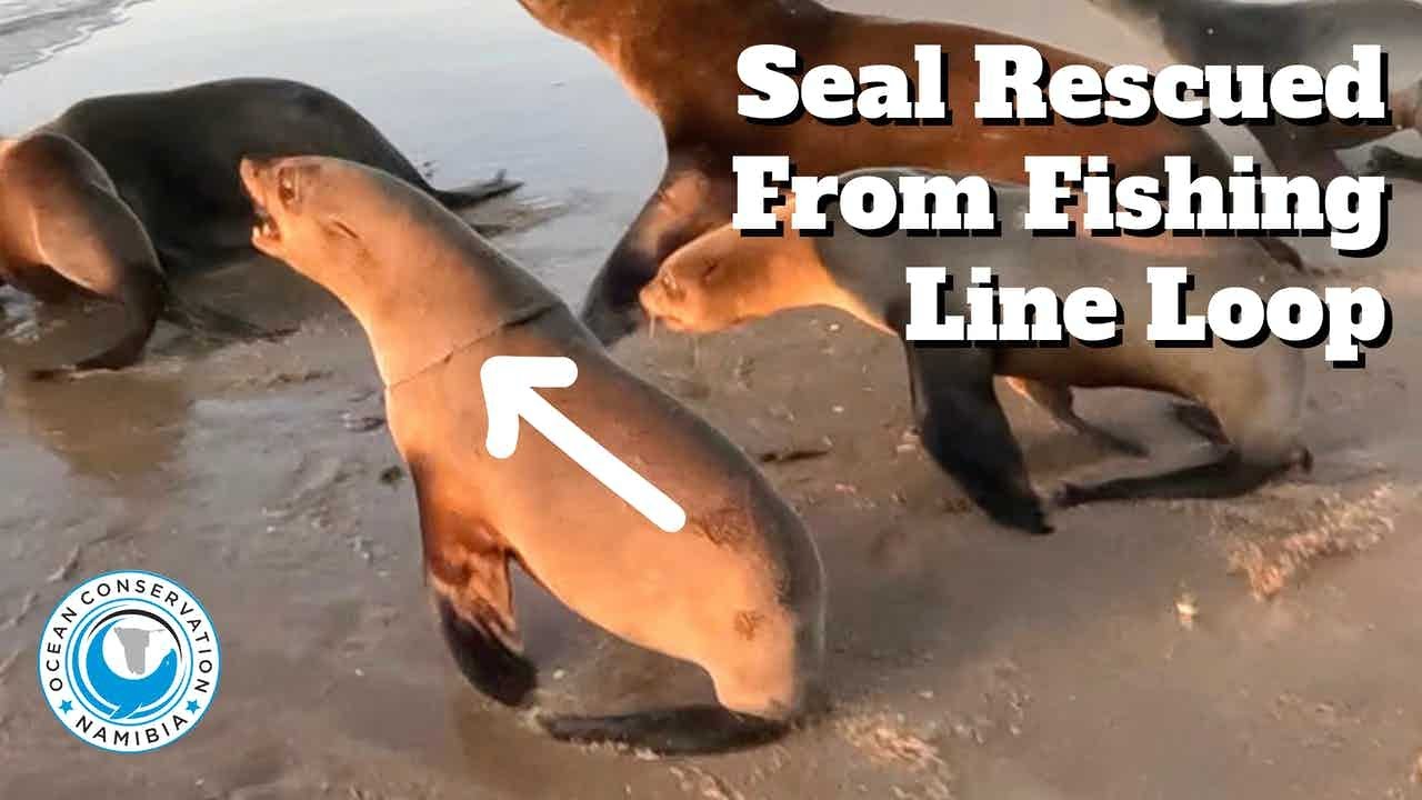 Seal Rescued From Fishing Line Loop - YouTube