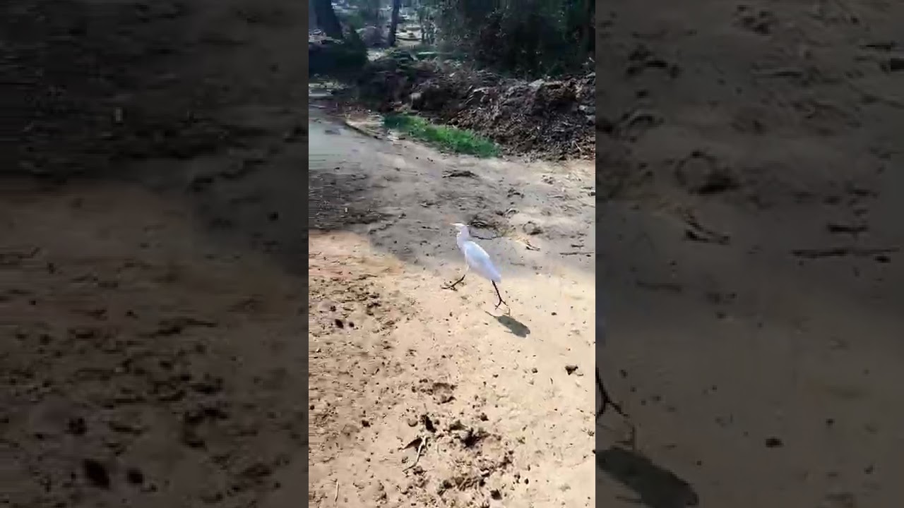 white heron(bagula 🕊️)