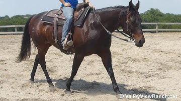 Comanches Dry Doc - walk, cute jog and stops! - ValleyViewRanch.net