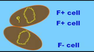 GENETICS 2: BACTERIAL CONJUGATION