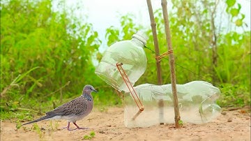 Fantastic Unique Bird Trap Using Wood Band - Build Easy Bird Trap