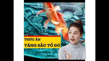 Thức ăn kích màu cho cá chép phi tần đỏ, chép sư tử đỏ - Food for red butterfly carp #chepphitan