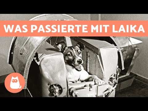 Die wahre Geschichte von LAIKA, dem ersten Hund im Weltall