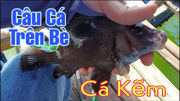 Câu cá dìa - Cá liệt nạn - Cá kẽm