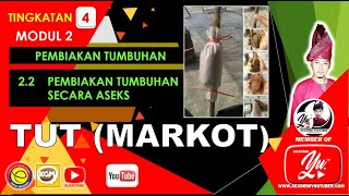 Tut ( Markot ) Tut ( Markot )