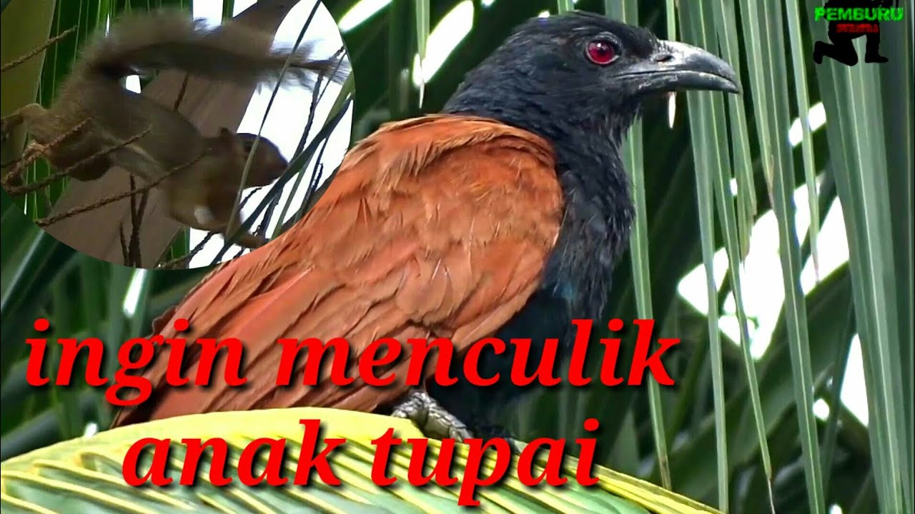 Burung bubut vs Tupai 