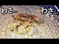 台風で食料が尽きたので手長海老を獲って生きる!