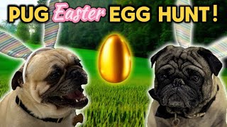 Pug VS Pug Easter Egg Hunt! Cute Pugs Compete!