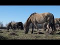 Wild horses - Savvaļas zirgi - Дикие лошади, Jelgava, Latvia