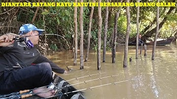 Diantara Banyaknya Tancapan Tiang kayu ,Bersarang  Udang Galah Babon