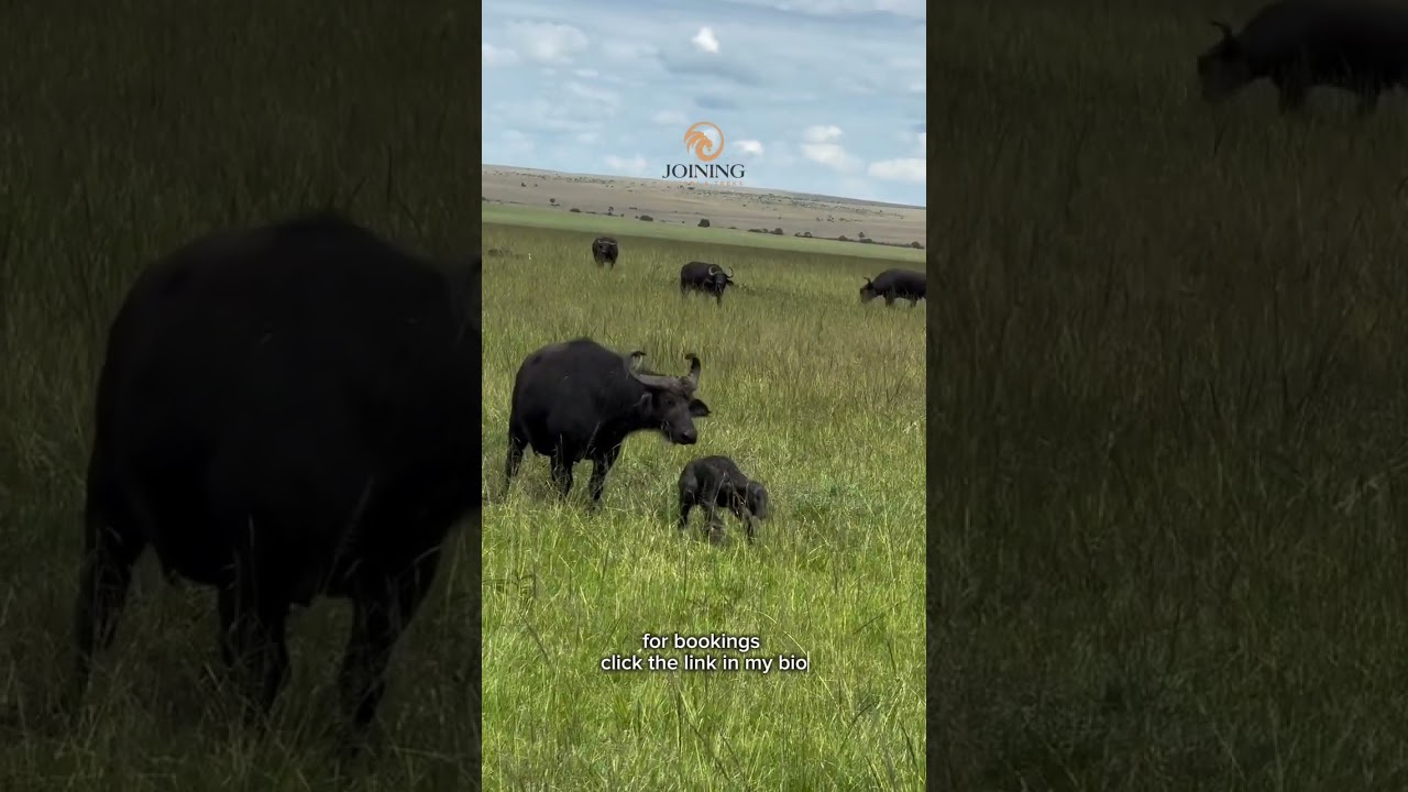 BuffaloBirth 