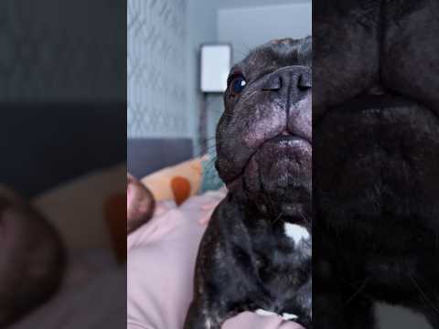 POV: This French Bulldog Wants Kisses