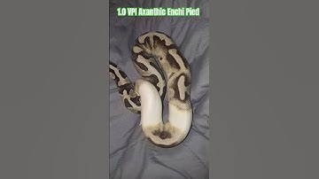 1.0 VPI Axanthic Enchi Pied