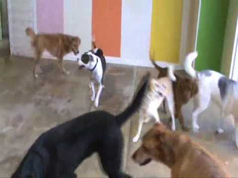 The Socialization of Tootie.wmv by Suzanne Harris,...