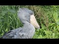 Koppel Schoenbekooievaars / Bec-en-sabot du Nil / Breeding pair Shoebill Stork : Pairi Daiza 2018