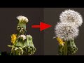 Time-Lapse: Dandelion Flowers Blooming | 4k