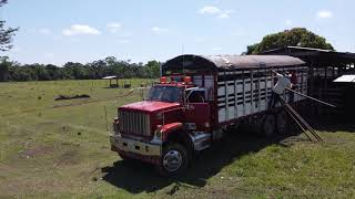 Cargando Ganado En El Corazón Del Guaviare Rumbo Al Frigorífico Ble En Bogotá Parte Final