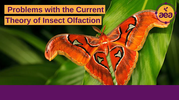 Here's the problem with the current theory of insect olfaction | Part 1 of 4