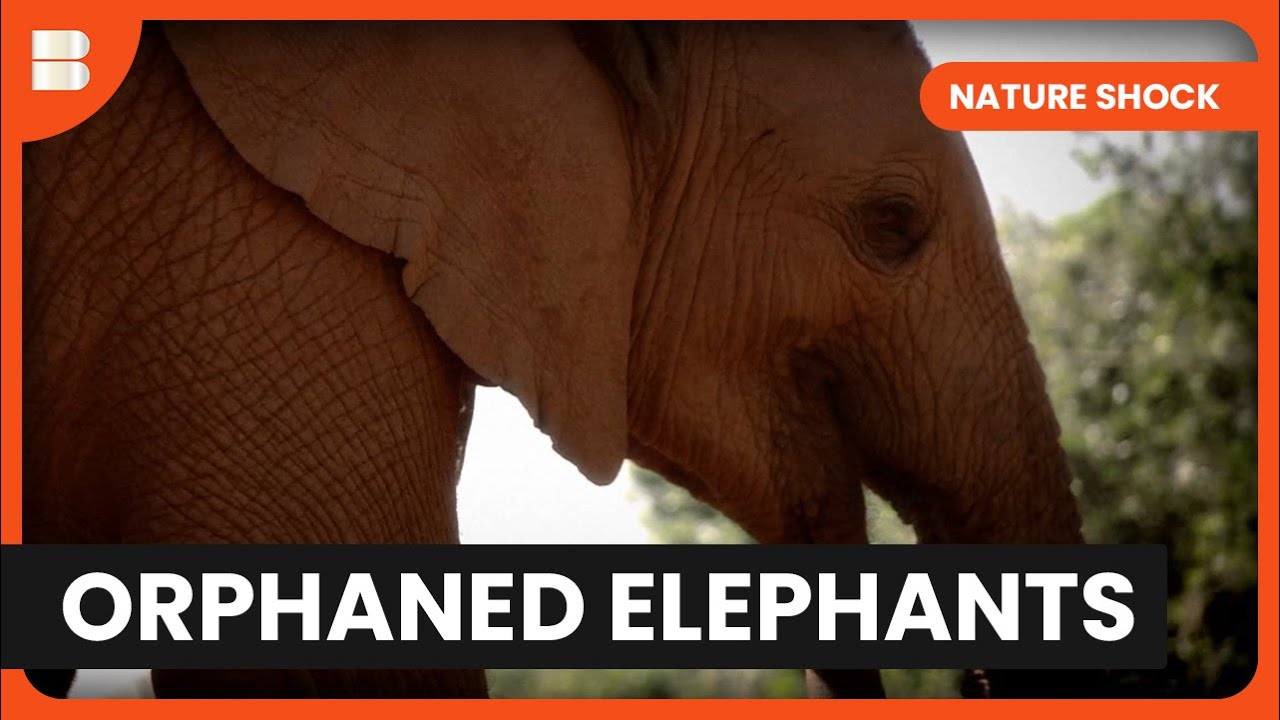 Documentary backdrop image for Elephants Fending For Themselves - Nature Shock (2024)