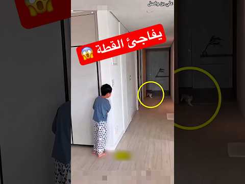 هذه العائلة تلعب مع قطتها بطريقة مميزة   
