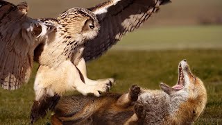 Fox vs Owl - Which one will win?