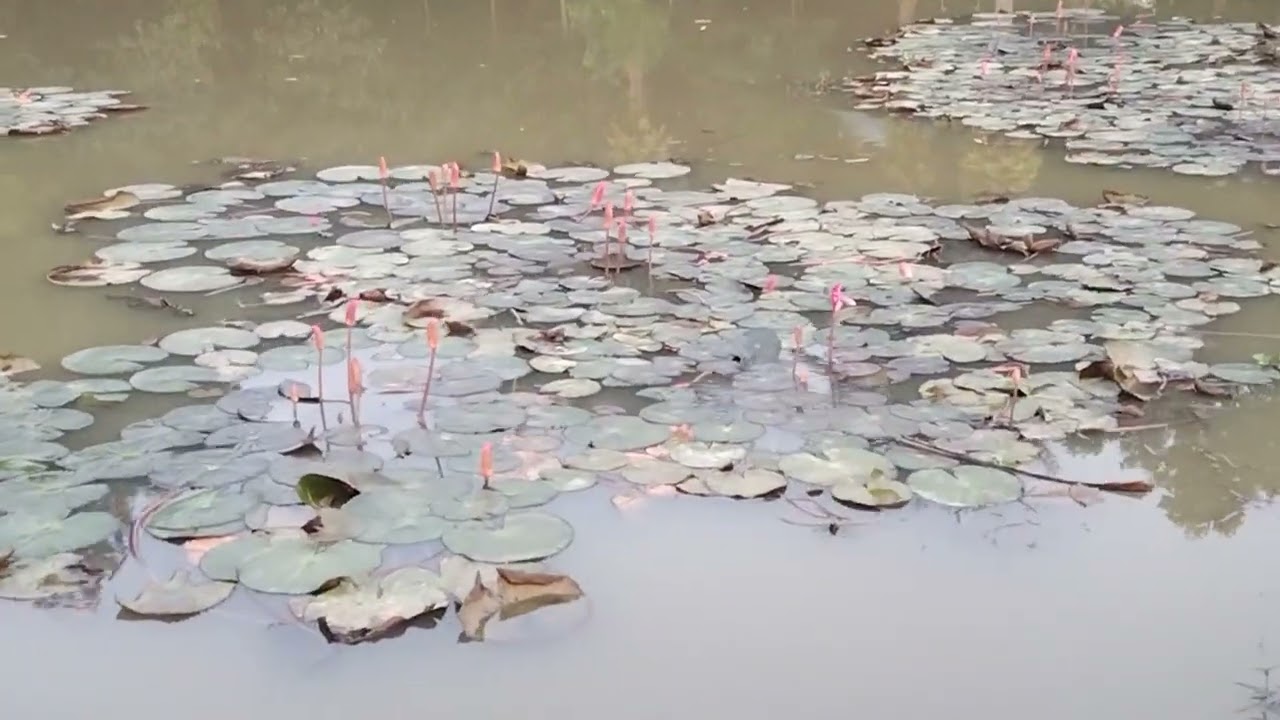 অনেক দিন পরে রক্ত শাপলা দেখলাম | bangla vlog | village life robin | 