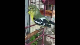 Suara sirpu jantan gacor