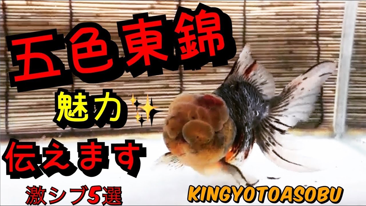 The star of the goldfish world! What is the definition of a