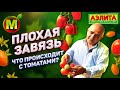 Плохая завязь на помидорах. Что происходит с томатами в теплицах и как это избежать?