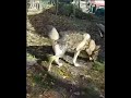بشاش بهش دمت گرم