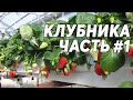 КЛУБНИКА #1 🍓 Выращивание клубники в теплице. Основы и начало бизнеса. В гостях у ЮрАгро