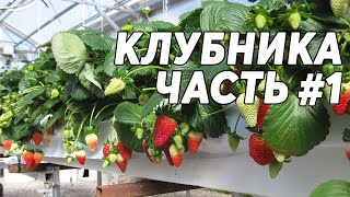 КЛУБНИКА #1 🍓 Выращивание клубники в теплице. Основы и начало бизнеса. В гостях у ЮрАгро