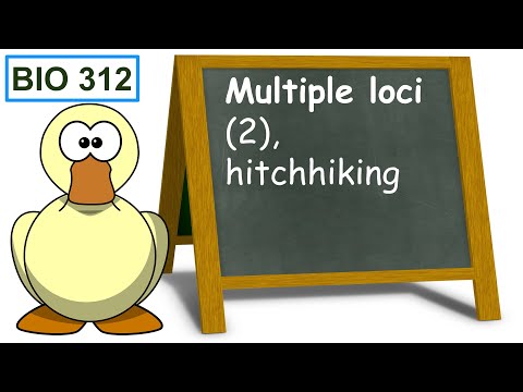 Bio 312 video 83: Multiple loci 2, hitchhiking.