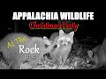 Appalachia Wildlife Video 23-52 of As The Ridge Turns in the Foothills of the Smoky Mountains