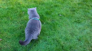 Blue Cat Green Grass by Coconut and Family 2,309 views 2 months ago 1 minute, 1 second