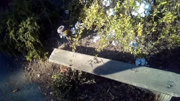 TREE ROOTS CLOGGING CORRUGATED DRAIN—FIXED