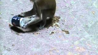 Monkey Like Pepsi