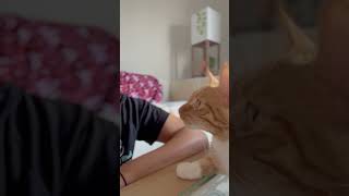 Cat Slaps Owner after Saying It Couldn't be Trusted