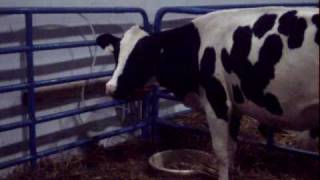 Cow goes tinkle at the CNE