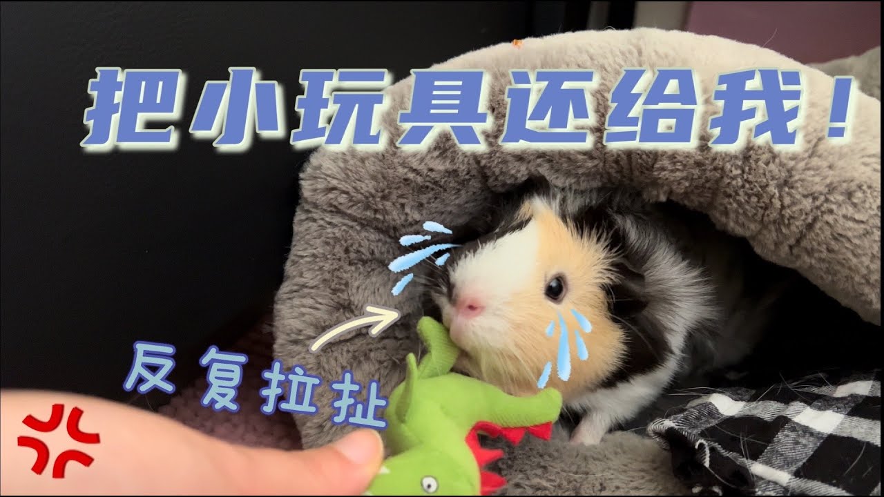 有了荷兰猪之后，一定要看紧你们的男朋友！！