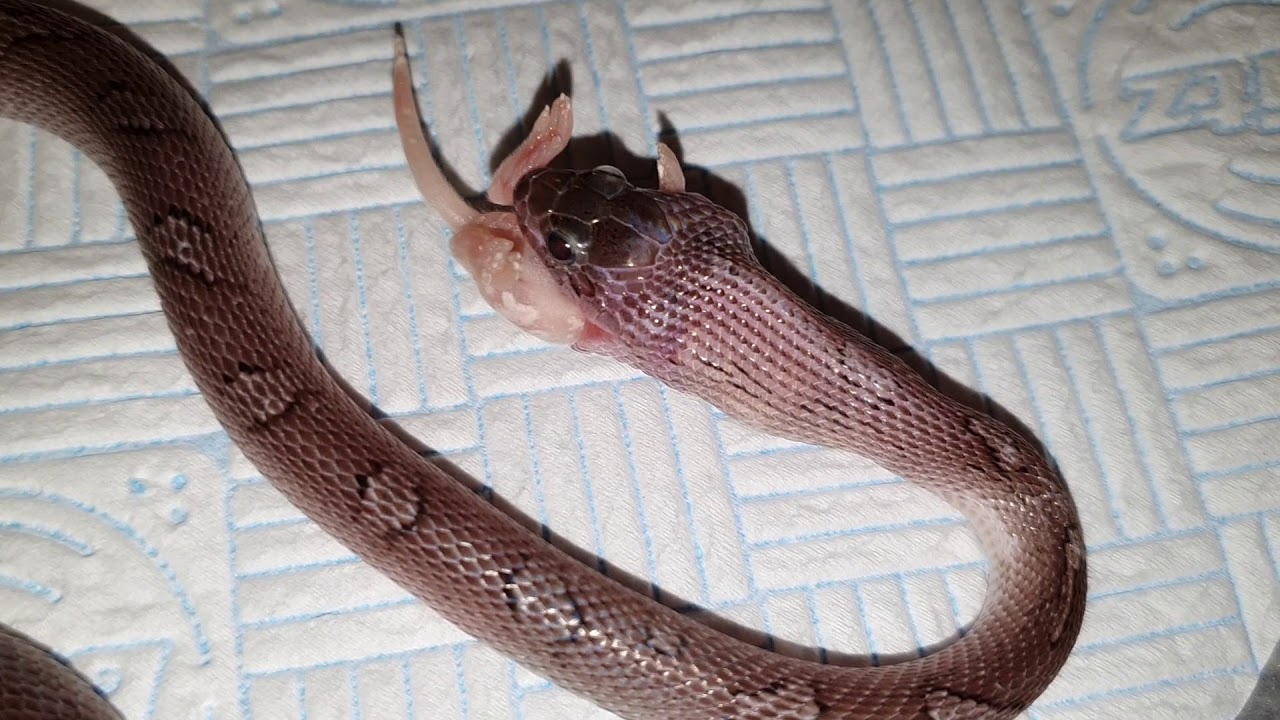 Pewter Corn Snake eating a Pinky Mice YouTube